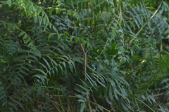 Diplazium esculentum