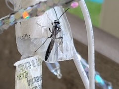 Coelichneumon azotus