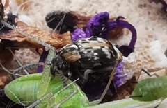 Bruchidius bimaculatus