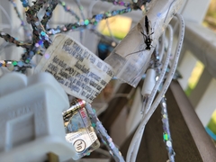 Coelichneumon azotus