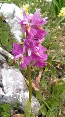 Orchis × colemanii