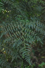 Diplazium esculentum
