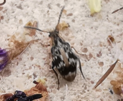 Bruchidius bimaculatus