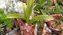 Orchis × colemanii
