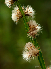 Baccharis trimera