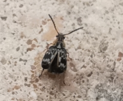 Bruchidius bimaculatus