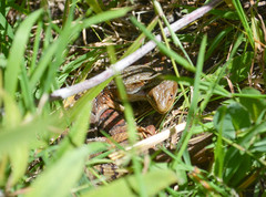 Elgaria multicarinata
