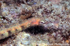 Corythoichthys intestinalis