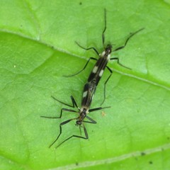 Chasmatonotus maculipennis