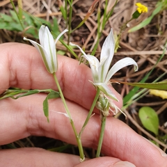 Ornithogalum baeticum