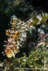 Acreichthys radiatus