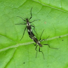 Chasmatonotus maculipennis