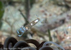 Ancylomenes magnificus