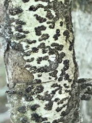 Bathelium carolinianum