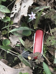 Erythronium propullans