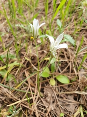 Ornithogalum baeticum