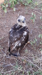 Nisaetus cirrhatus cirrhatus