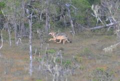 Canis lupus crassodon