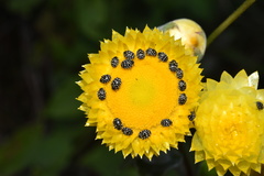 Helichrysum