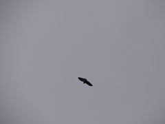 Buteogallus lacernulatus