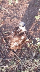 Nisaetus cirrhatus cirrhatus