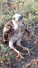 Nisaetus cirrhatus cirrhatus