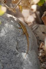 Urosaurus clarionensis
