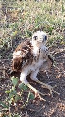 Nisaetus cirrhatus cirrhatus