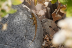 Urosaurus clarionensis