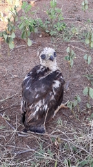 Nisaetus cirrhatus cirrhatus