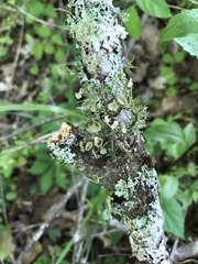Usnea endochrysea