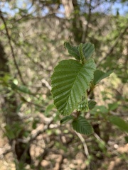 Alnus oblongifolia