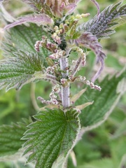 Urtica dioica