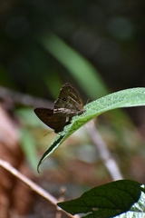 Hermeuptychia harmonia