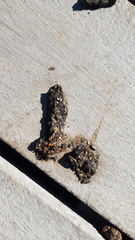 Chlorocebus pygerythrus