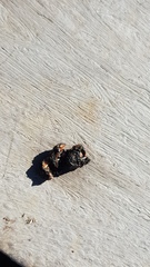 Chlorocebus pygerythrus