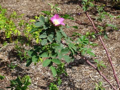 Rosa tomentosa