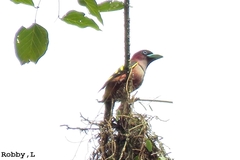 Eurylaimus javanicus