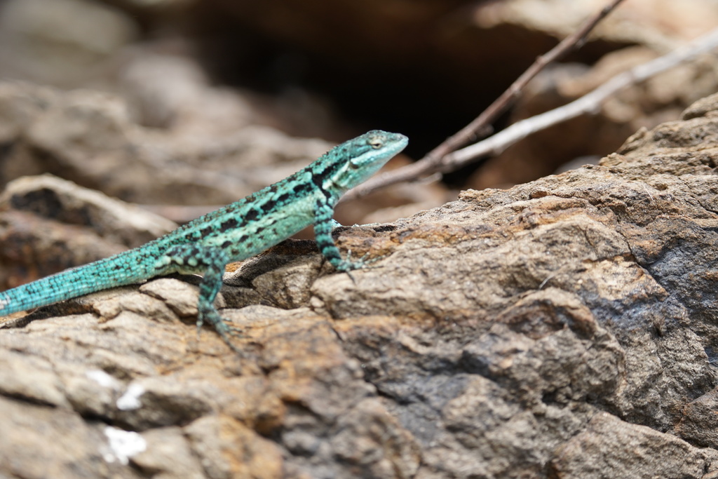Clarion Island Tree Lizard