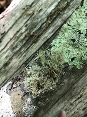 Usnea endochrysea