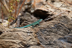 Urosaurus clarionensis