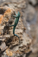 Urosaurus clarionensis