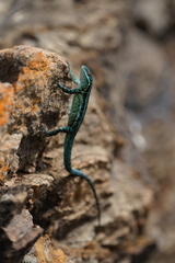 Urosaurus clarionensis