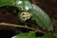 Coenomorpha