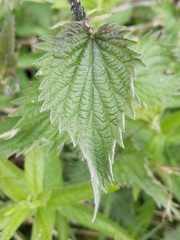 Urtica dioica