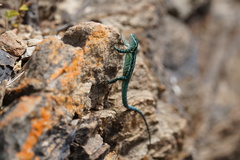 Urosaurus clarionensis