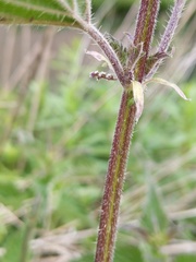 Urtica dioica