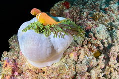 Amphiprion nigripes