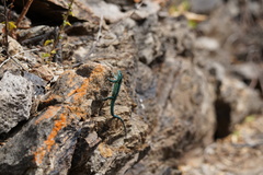 Urosaurus clarionensis
