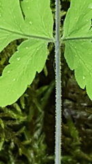 Gymnocarpium jessoense